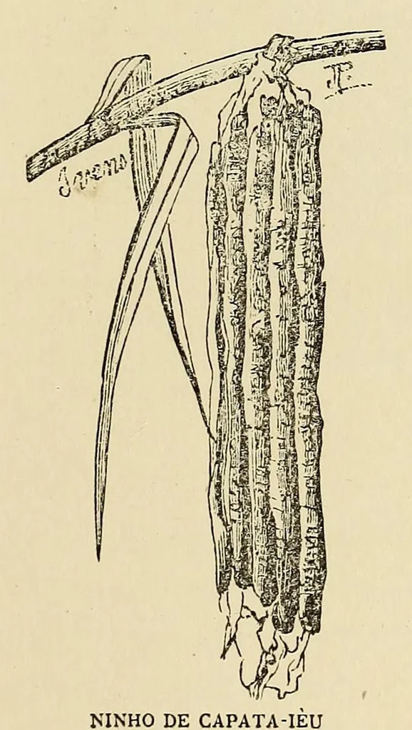 An illustration from De Benguella ás terras de Iácca; descripção de uma viagem na Africa central e occidental. Comprehendendo narrações, aventuras, e estudos importantes sobre as cabeceiras dos rios Cu-nene, Cu-bango, Lu-ando, Cu-anza e Cu-ango, e de grande parte do curso dos dois ultimos; alem da descoberta dos rios Hamba, Cauali, Sussa e Cu-gho, e larga noticia sobre as terras de Quiteca, N'bungo, Sosso, Futa, e Iácca, 1881, leaf 71