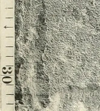 An illustration from Debod bis Bab Kalabsche, 1911, leaf 134