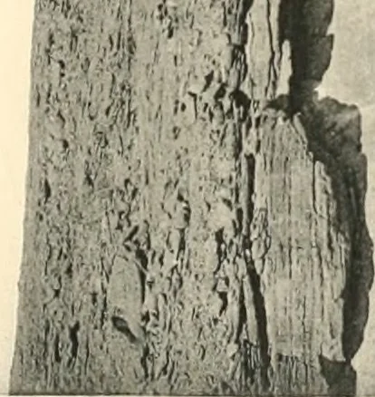 An illustration from Debod bis Bab Kalabsche, 1911, leaf 140