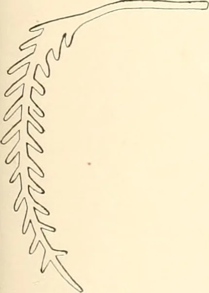 An illustration from Debod bis Bab Kalabsche, 1911, leaf 212