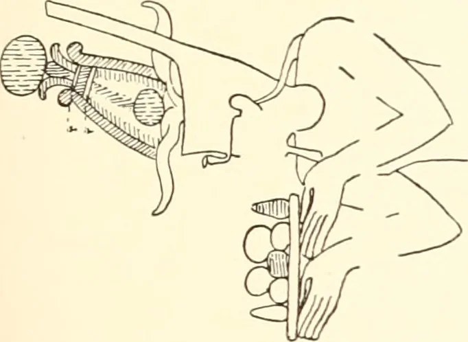 An illustration from Debod bis Bab Kalabsche, 1911, leaf 214