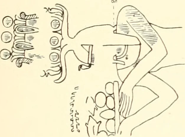 An illustration from Debod bis Bab Kalabsche, 1911, leaf 214