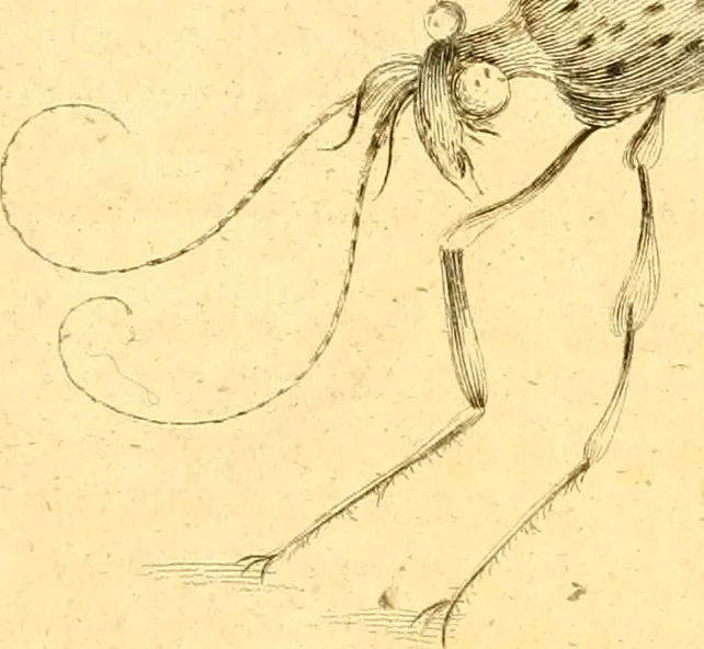 An illustration from A decade of curious insects : some of them not describ'd before, shewn in their natural size, and as they appear enlarg'd before the Lucernal microscope, in which the solar apparatus is artificially illuminated : With their history, characters, manners, and places of abode, on ten quarto plates, and their explanations : drawn and engraved from nature, 1773, leaf 18