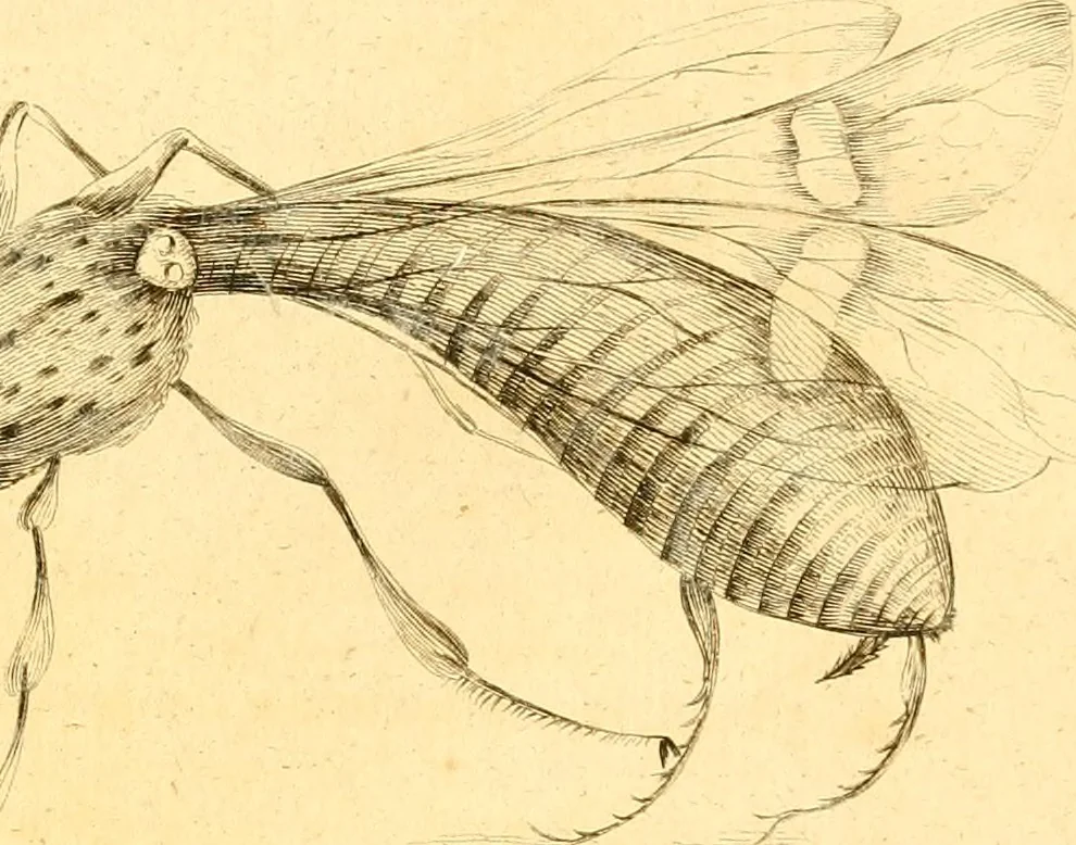 An illustration from A decade of curious insects : some of them not describ'd before, shewn in their natural size, and as they appear enlarg'd before the Lucernal microscope, in which the solar apparatus is artificially illuminated : With their history, characters, manners, and places of abode, on ten quarto plates, and their explanations : drawn and engraved from nature, 1773, leaf 18