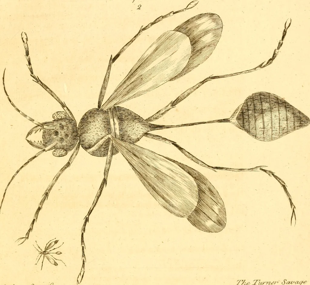 An illustration from A decade of curious insects : some of them not describ'd before, shewn in their natural size, and as they appear enlarg'd before the Lucernal microscope, in which the solar apparatus is artificially illuminated : With their history, characters, manners, and places of abode, on ten quarto plates, and their explanations : drawn and engraved from nature, 1773, leaf 26