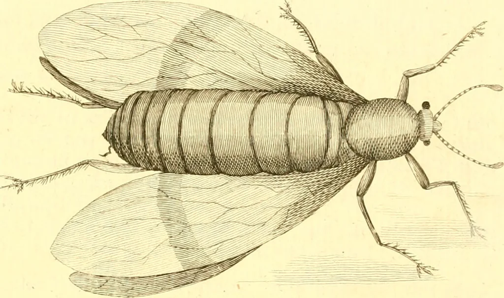An illustration from A decade of curious insects : some of them not describ'd before, shewn in their natural size, and as they appear enlarg'd before the Lucernal microscope, in which the solar apparatus is artificially illuminated : With their history, characters, manners, and places of abode, on ten quarto plates, and their explanations : drawn and engraved from nature, 1773, leaf 34
