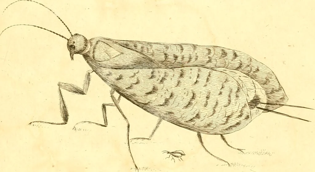 An illustration from A decade of curious insects : some of them not describ'd before, shewn in their natural size, and as they appear enlarg'd before the Lucernal microscope, in which the solar apparatus is artificially illuminated : With their history, characters, manners, and places of abode, on ten quarto plates, and their explanations : drawn and engraved from nature, 1773, leaf 38