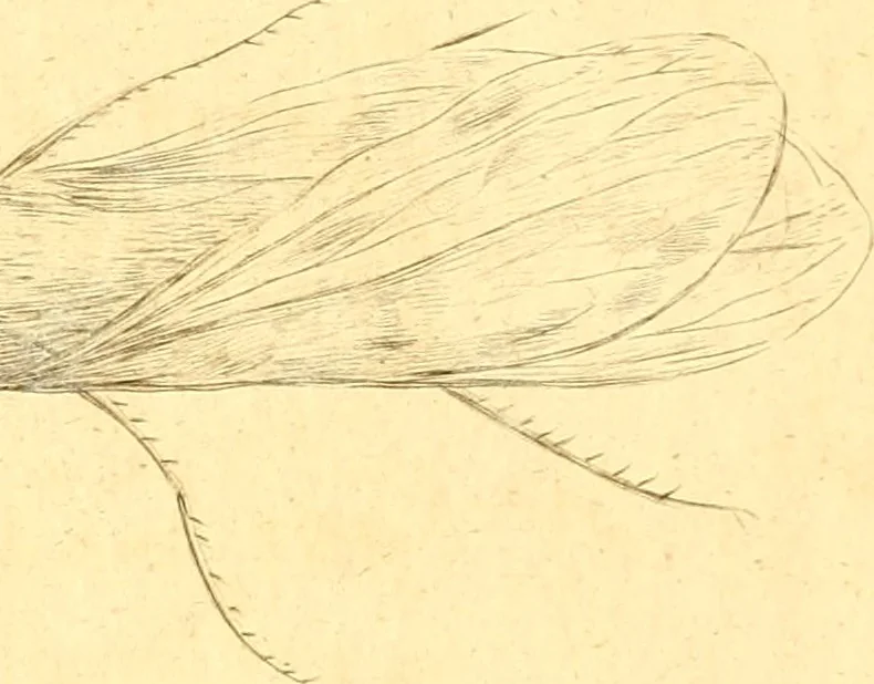 An illustration from A decade of curious insects : some of them not describ'd before, shewn in their natural size, and as they appear enlarg'd before the Lucernal microscope, in which the solar apparatus is artificially illuminated : With their history, characters, manners, and places of abode, on ten quarto plates, and their explanations : drawn and engraved from nature, 1773, leaf 42