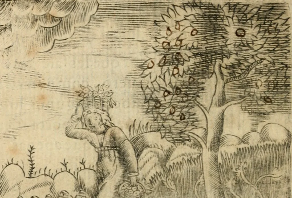 An illustration from Declaracion magistral sobre las emblemas de Andres Alciato con todas las historias, antiguedades, moralidad y doctrina tocante a las buenas costumbres, 1615, leaf 707