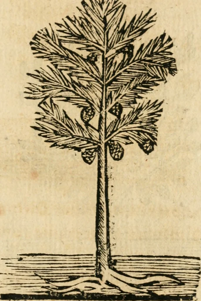 An illustration from Declaracion magistral sobre las emblemas de Andres Alciato con todas las historias, antiguedades, moralidad y doctrina tocante a las buenas costumbres, 1615, leaf 944