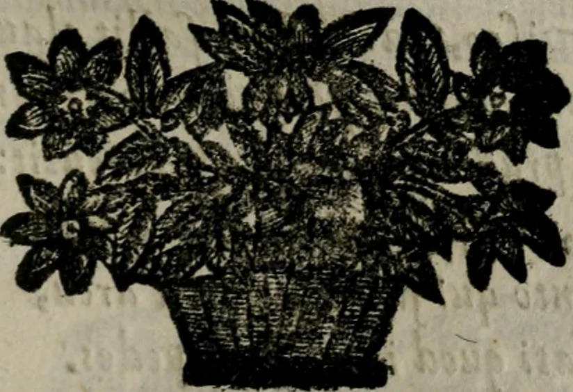 An illustration from Declaracion magistral sobre las Emblemas de Andres Alciato : con todas las historias, antiguedades, moralidad, y doctrina, tocante a las buenas costumbres : dedicadas a la muy noble insigne, leal, y coronada ciudad de Valencia, 1670, leaf 406