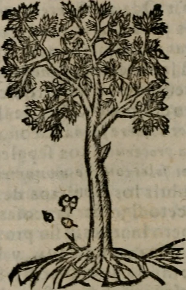 An illustration from Declaracion magistral sobre las Emblemas de Andres Alciato : con todas las historias, antiguedades, moralidad, y doctrina, tocante a las buenas costumbres : dedicadas a la muy noble insigne, leal, y coronada ciudad de Valencia, 1670, leaf 705