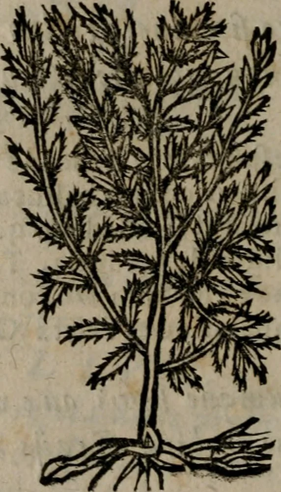 An illustration from Declaracion magistral sobre las Emblemas de Andres Alciato : con todas las historias, antiguedades, moralidad, y doctrina, tocante a las buenas costumbres : dedicadas a la muy noble insigne, leal, y coronada ciudad de Valencia, 1670, leaf 707