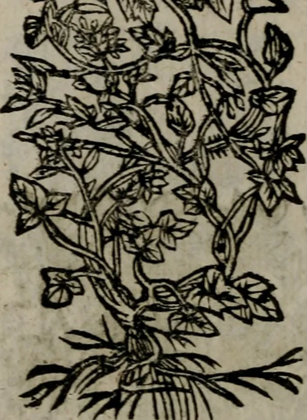 An illustration from Declaracion magistral sobre las Emblemas de Andres Alciato : con todas las historias, antiguedades, moralidad, y doctrina, tocante a las buenas costumbres : dedicadas a la muy noble insigne, leal, y coronada ciudad de Valencia, 1670, leaf 713