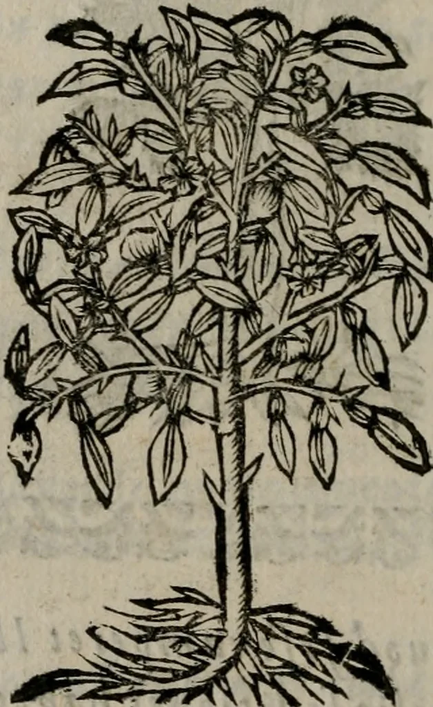 An illustration from Declaracion magistral sobre las Emblemas de Andres Alciato : con todas las historias, antiguedades, moralidad, y doctrina, tocante a las buenas costumbres : dedicadas a la muy noble insigne, leal, y coronada ciudad de Valencia, 1670, leaf 717