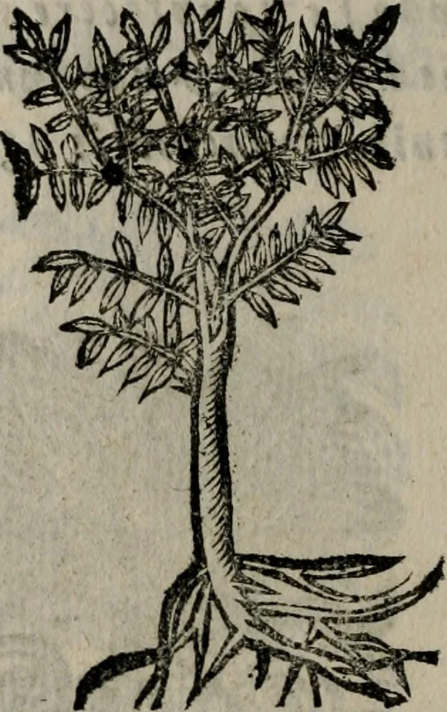 An illustration from Declaracion magistral sobre las Emblemas de Andres Alciato : con todas las historias, antiguedades, moralidad, y doctrina, tocante a las buenas costumbres : dedicadas a la muy noble insigne, leal, y coronada ciudad de Valencia, 1670, leaf 719