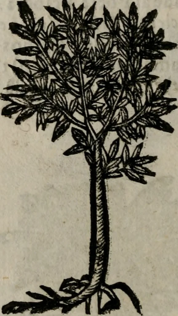 An illustration from Declaracion magistral sobre las Emblemas de Andres Alciato : con todas las historias, antiguedades, moralidad, y doctrina, tocante a las buenas costumbres : dedicadas a la muy noble insigne, leal, y coronada ciudad de Valencia, 1670, leaf 721