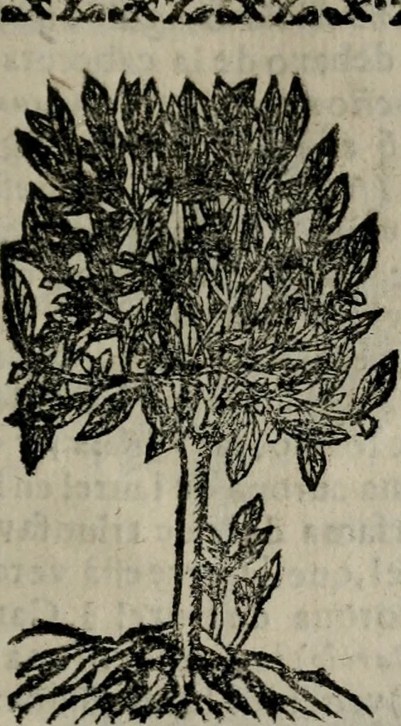 An illustration from Declaracion magistral sobre las Emblemas de Andres Alciato : con todas las historias, antiguedades, moralidad, y doctrina, tocante a las buenas costumbres : dedicadas a la muy noble insigne, leal, y coronada ciudad de Valencia, 1670, leaf 724