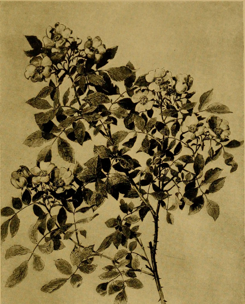 An illustration from Decorative elements in architecture; random observations on the eternal fitness of things from a decorative point of view, 1917, leaf 128