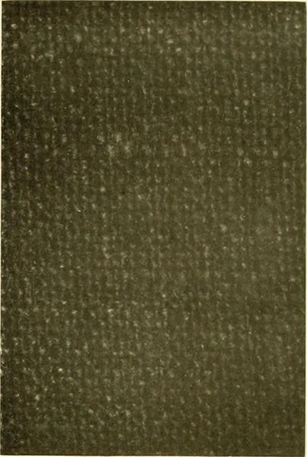 An illustration from Decorative textiles; an illustrated book on coverings for furniture, walls and floors, including damasks, brocades and velvets, tapestries, laces, embroideries, chintzes, cretones, drapery and furniture trimmings, wall papers, carpets and rugs, tooled and illuminated leathers, 1918, leaf 87