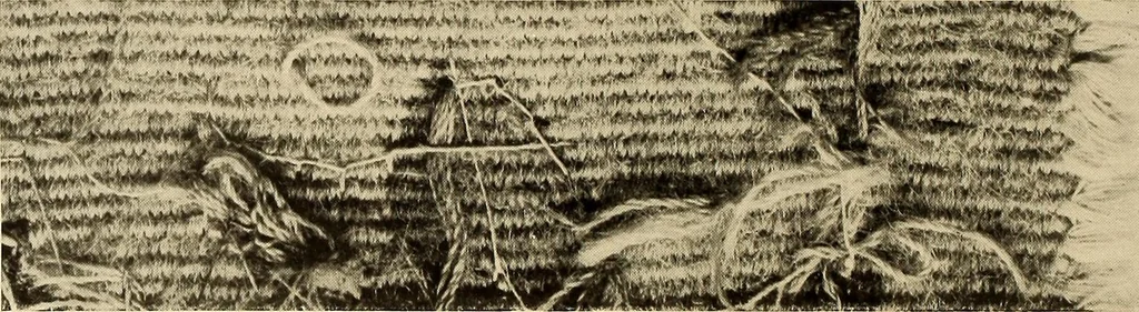 An illustration from Decorative textiles; an illustrated book on coverings for furniture, walls and floors, including damasks, brocades and velvets, tapestries, laces, embroideries, chintzes, cretonnes, drapery and furniture trimmings, wall papers, carpets and rugs, tooled and illuminated leathers, 1918, leaf 175