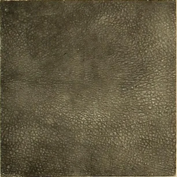 An illustration from Decorative textiles; an illustrated book on coverings for furniture, walls and floors, including damasks, brocades and velvets, tapestries, laces, embroideries, chintzes, cretonnes, drapery and furniture trimmings, wall papers, carpets and rugs, tooled and illuminated leathers, 1918, leaf 416