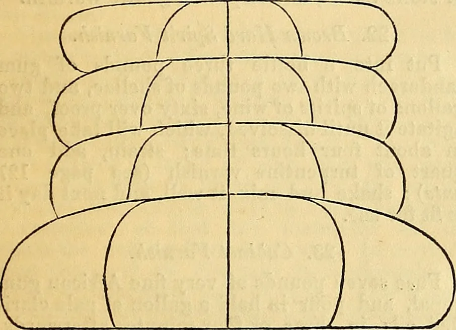 An illustration from The Decorator's assistant, 1847, leaf 146