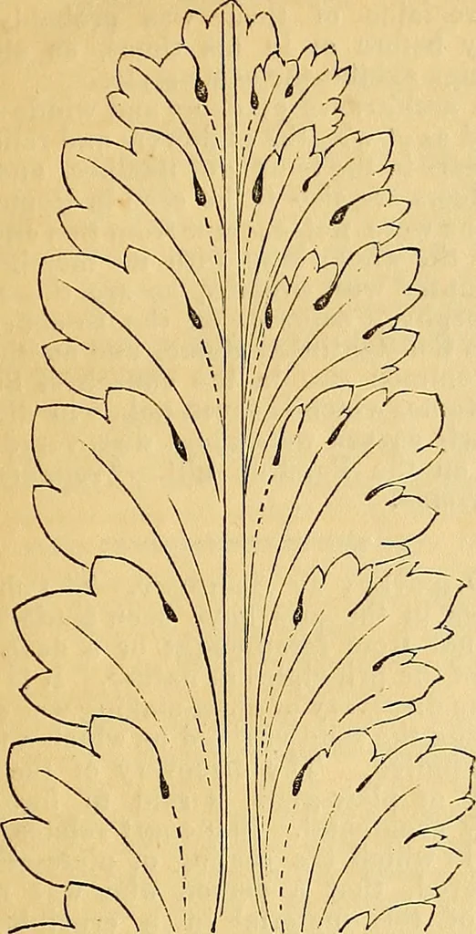 An illustration from The Decorator's assistant, 1847, leaf 42