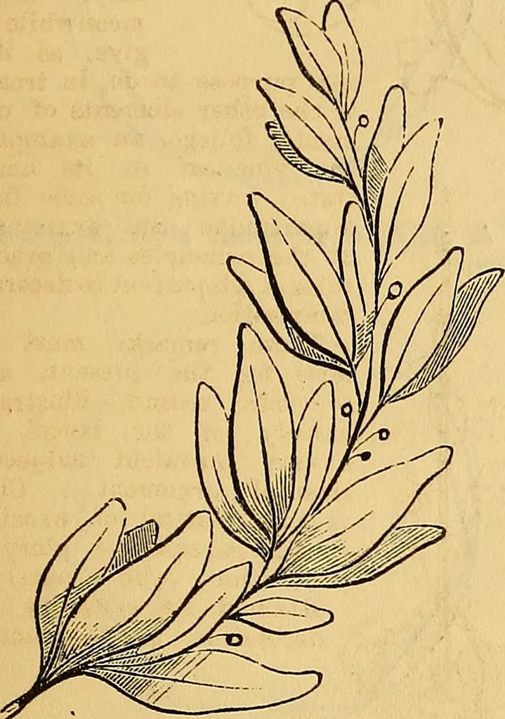 An illustration from The Decorator's assistant, 1847, leaf 50