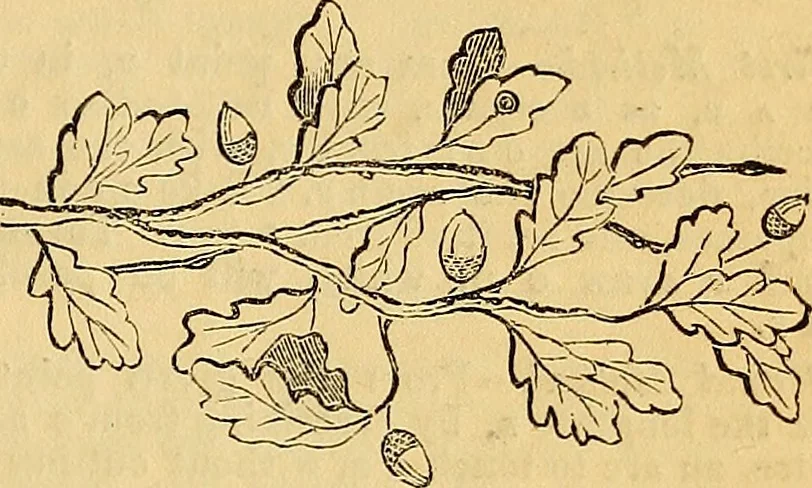 An illustration from The Decorator's assistant, 1847, leaf 70
