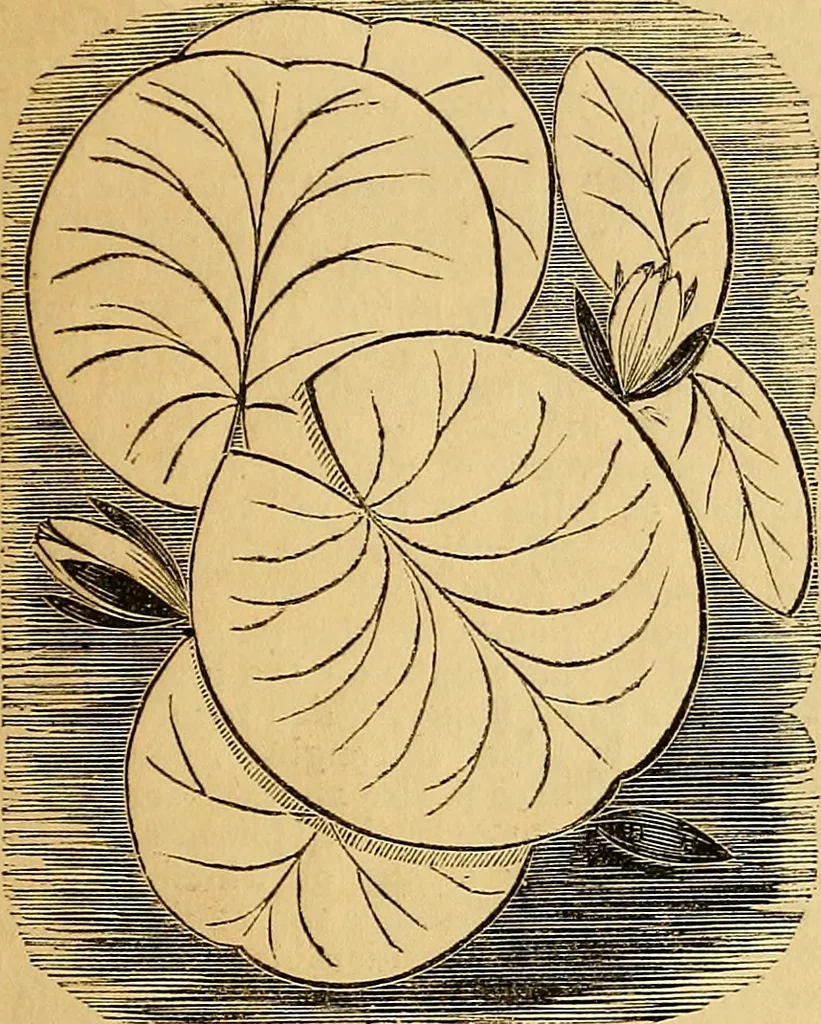 An illustration from The Decorator's assistant, 1847, leaf 74