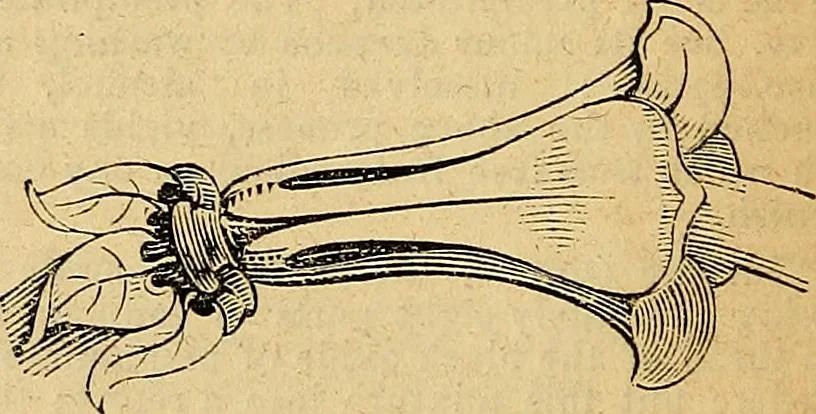An illustration from The Decorator's assistant, 1847, leaf 22