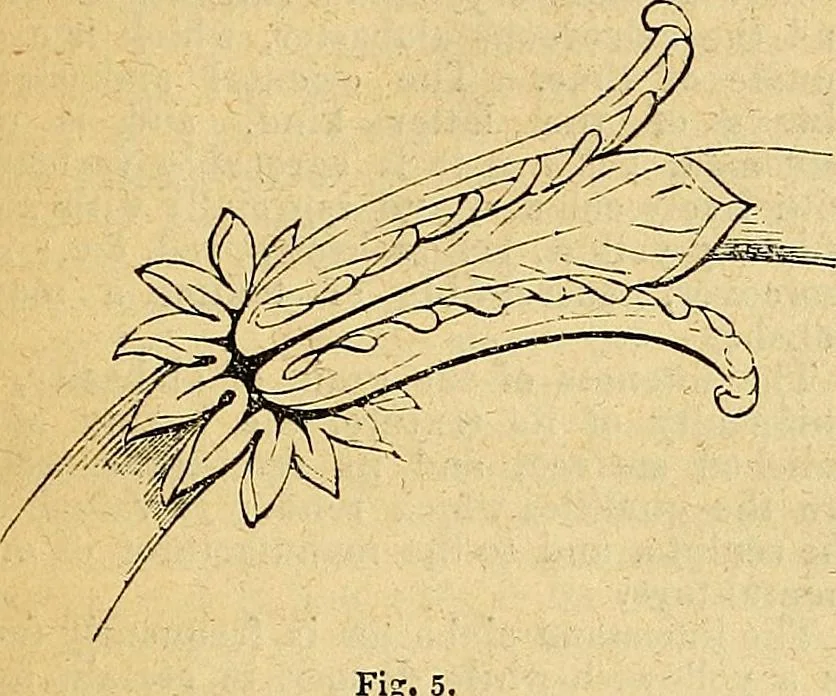 An illustration from The Decorator's assistant, 1847, leaf 23