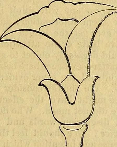 An illustration from The Decorator's assistant, 1847, leaf 354