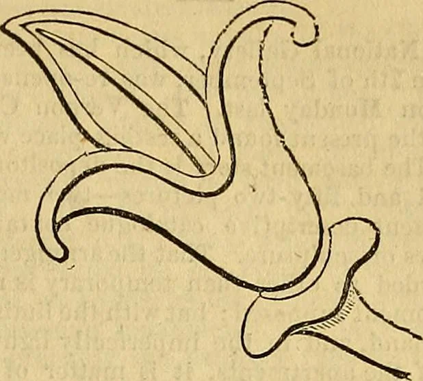 An illustration from The Decorator's assistant, 1847, leaf 354