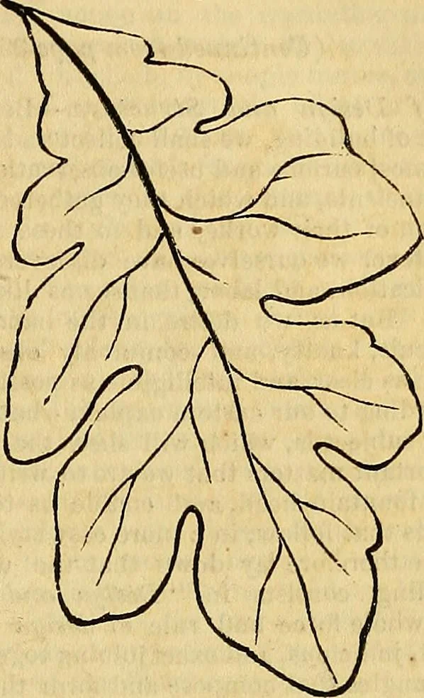 An illustration from The Decorator's assistant, 1847, leaf 378
