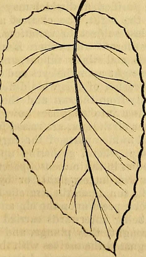 An illustration from The Decorator's assistant, 1847, leaf 378