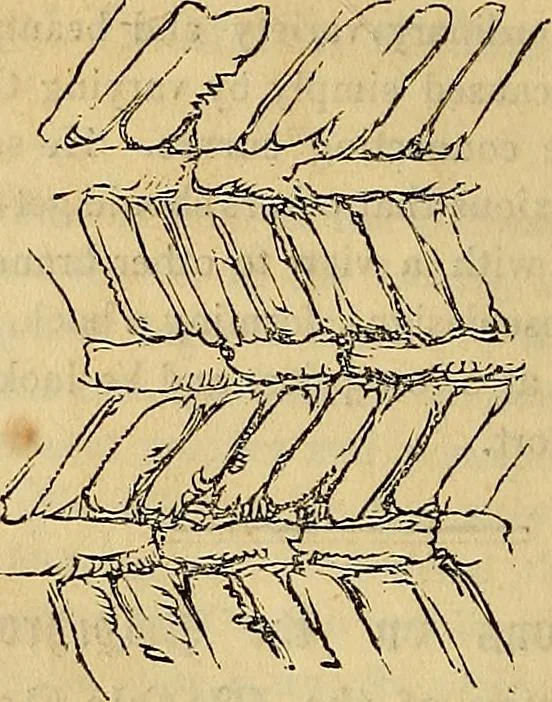 An illustration from The Decorator's assistant, 1847, leaf 425