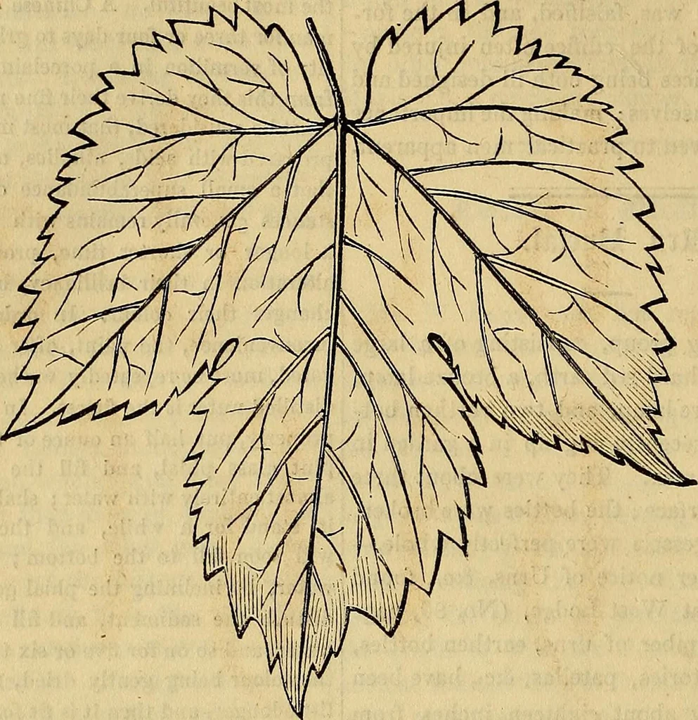 An illustration from The Decorator's assistant, 1847, leaf 485