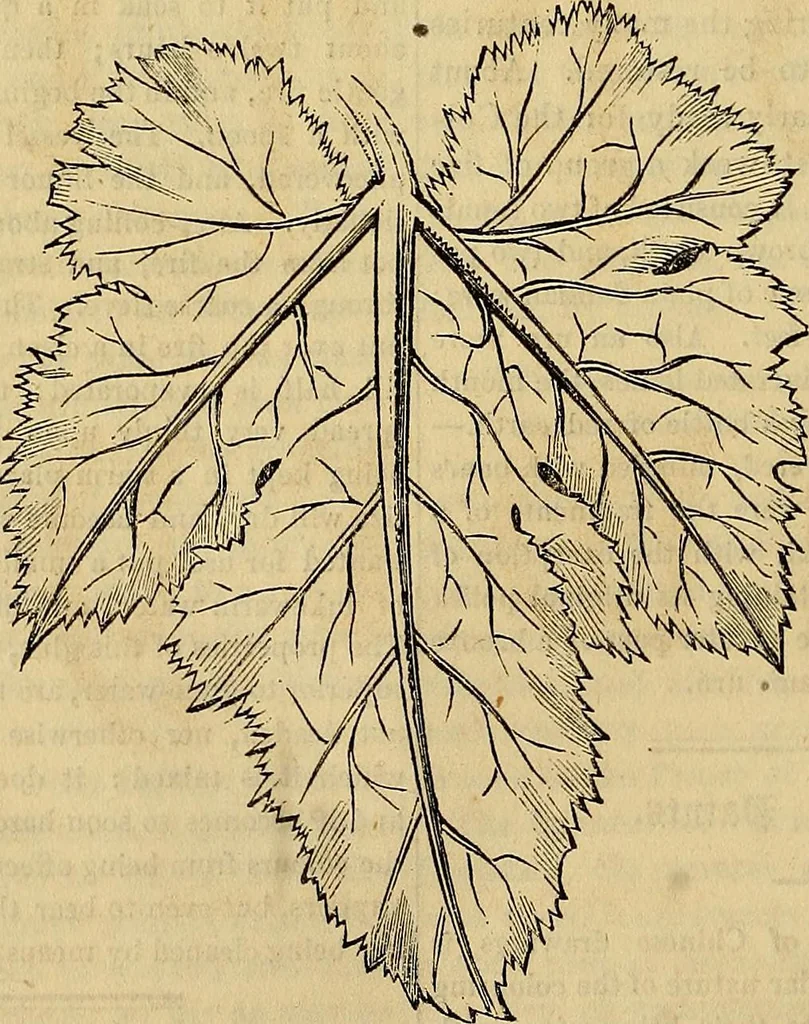 An illustration from The Decorator's assistant, 1847, leaf 485