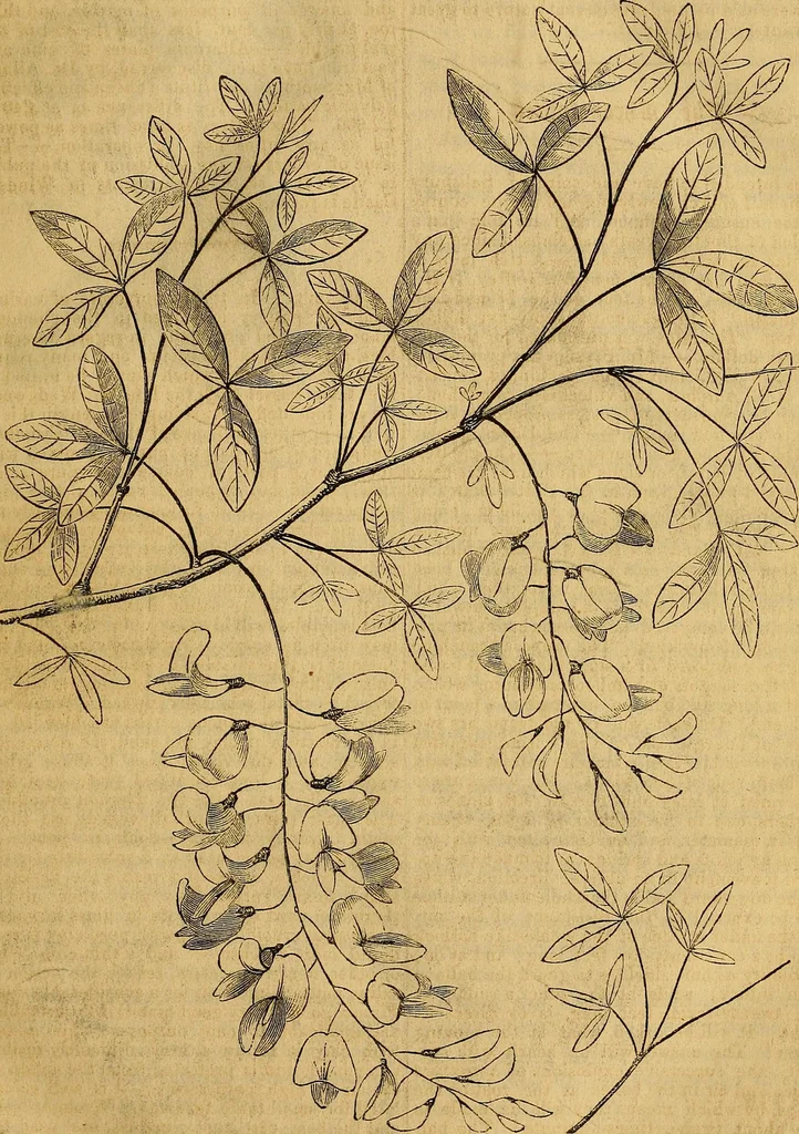 An illustration from The Decorator's assistant, 1847, leaf 58