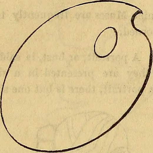 An illustration from The Decorator's assistant, 1847, leaf 765