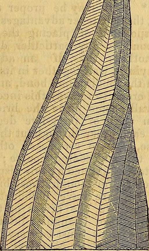An illustration from The Decorator's assistant, 1847, leaf 88