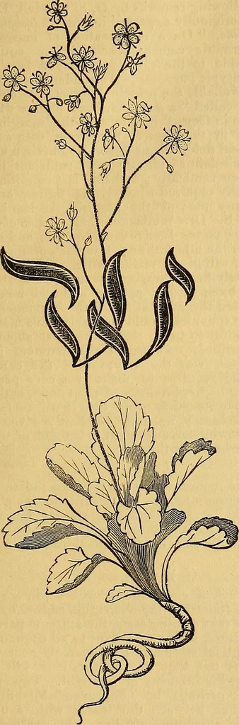 An illustration from The Decorator's assistant, 1847, leaf 96