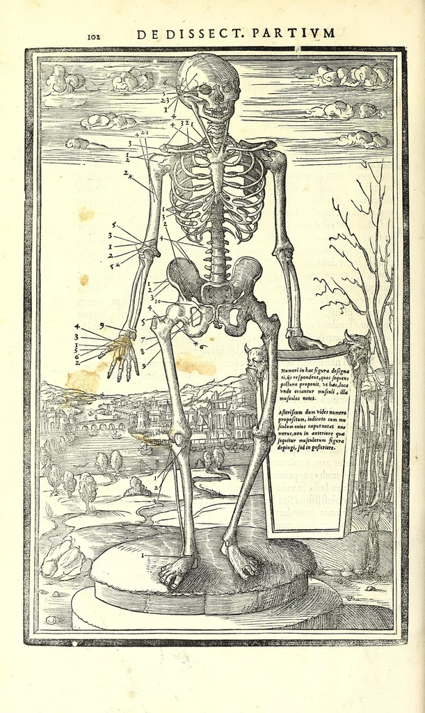An illustration from De dissectione partium corporis humani libri tres, 1545, leaf 128