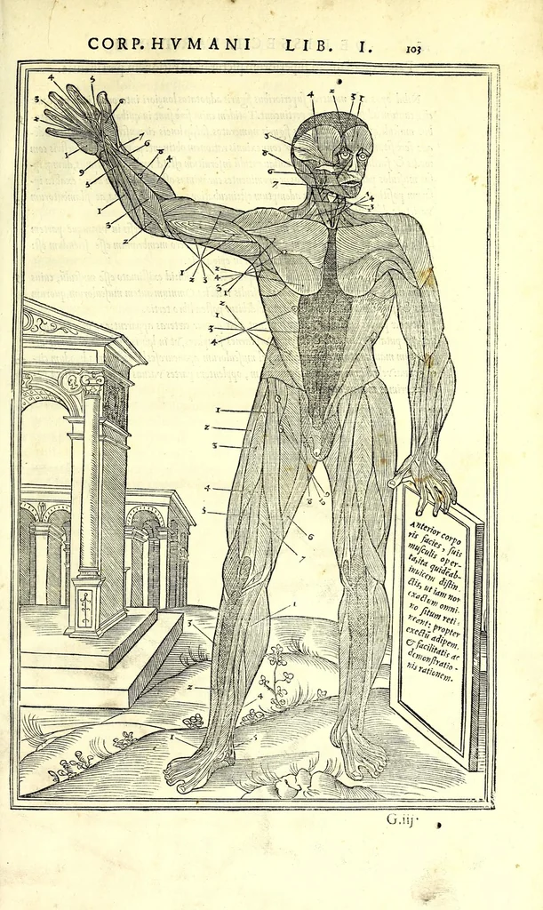 An illustration from De dissectione partium corporis humani libri tres, 1545, leaf 129