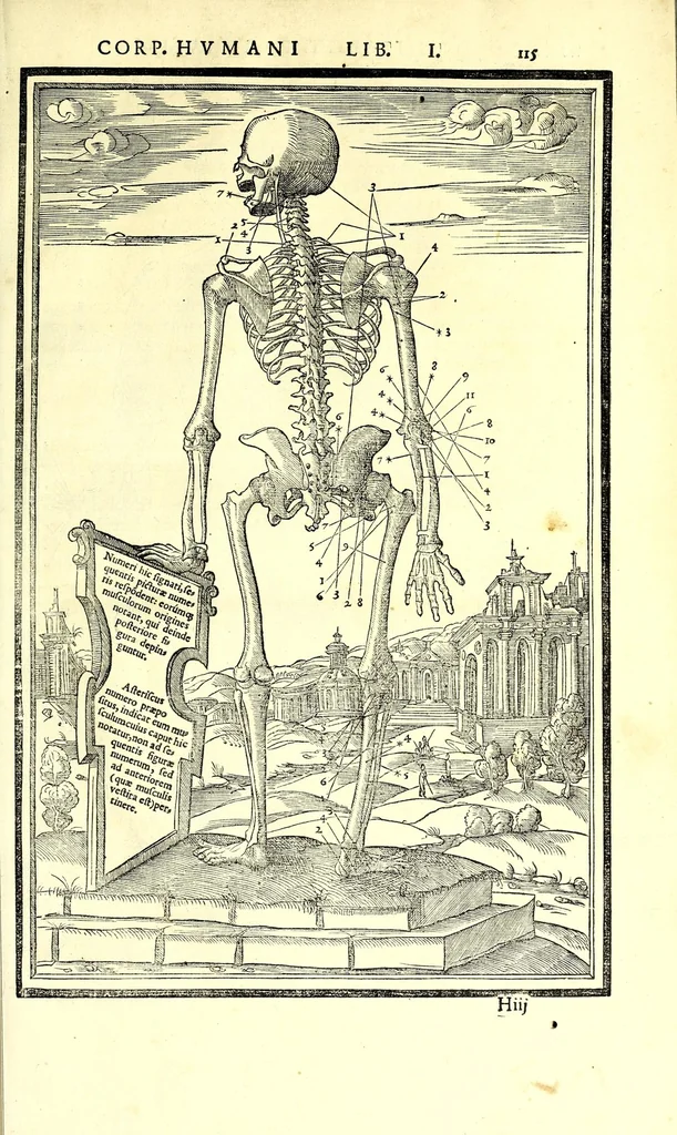 An illustration from De dissectione partium corporis humani libri tres, 1545, leaf 145
