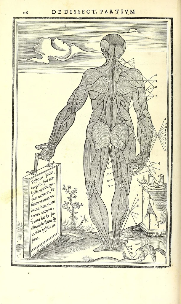 An illustration from De dissectione partium corporis humani libri tres, 1545, leaf 146