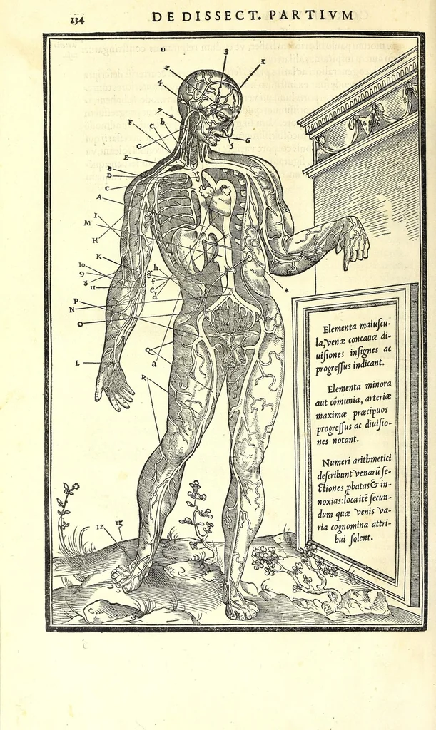 An illustration from De dissectione partium corporis humani libri tres, 1545, leaf 164