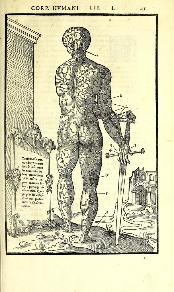 An illustration from De dissectione partium corporis humani libri tres, 1545, leaf 165